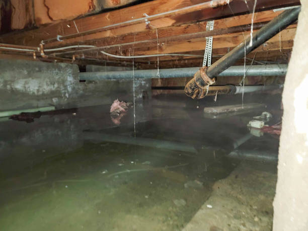 Best Water damage restoration near me  in Rancho Alegre, TX